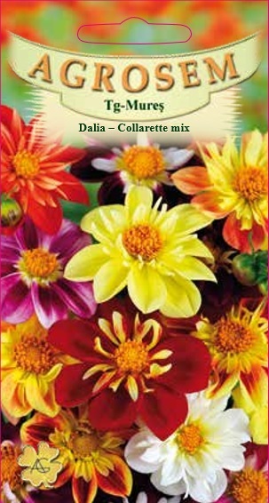 Dalia - Collarette