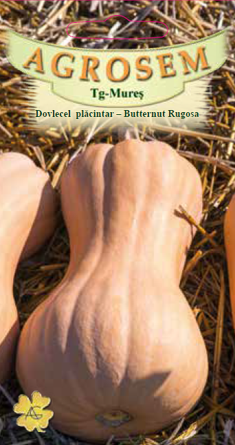 Dovlecel placintar-Butternut Rugosa