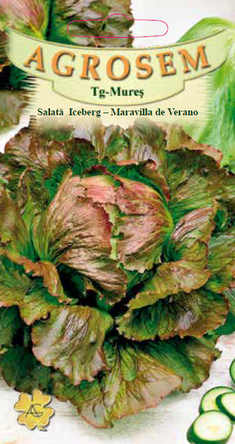 Salată Iceberg-Maravilla di Verano