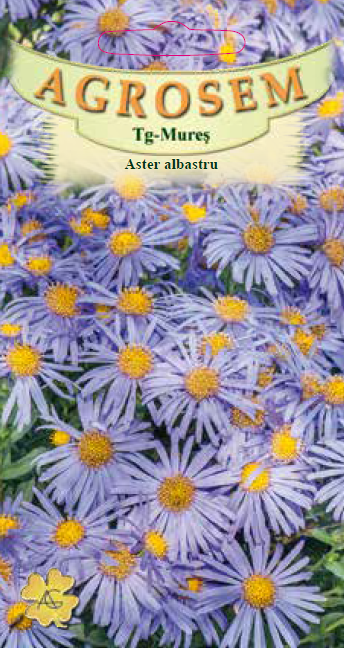 Aster albastru