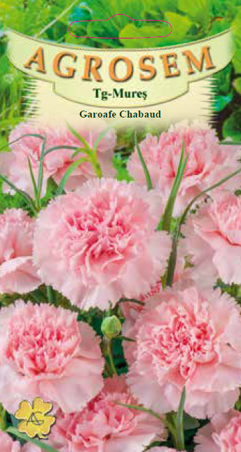 Garoafe Chabaud Rose