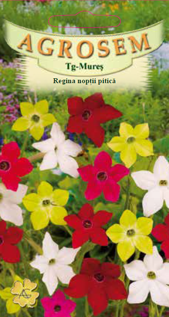 Regina nopţii pitică