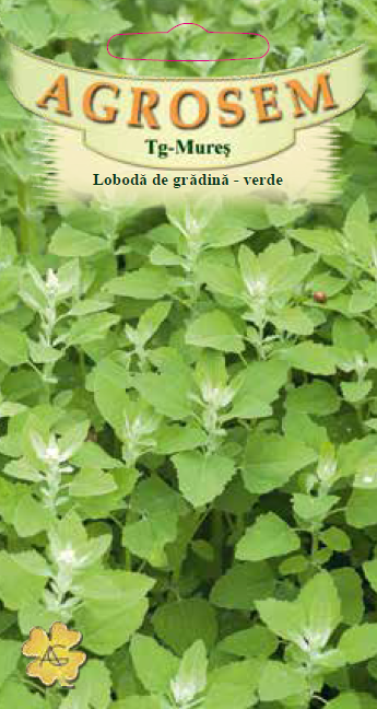 Lobodă de grădină-Verde